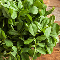 Fenugreek