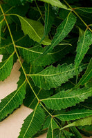 Neem Oil