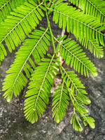 Amla Extract